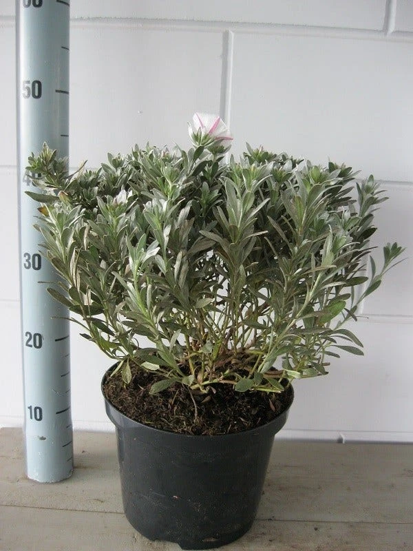 Zilverwinde (Convolvulus Cneorum ) 4 Zilverwinde (Convolvulus Cneorum ) - Afbeelding 4