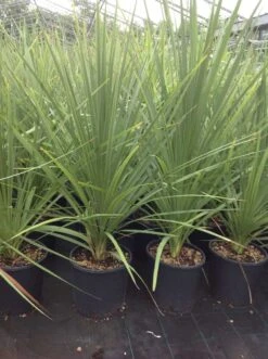 Cordyline (Cordyline Australis) -Green Roots Exporteren Winkel cordyline australis 1