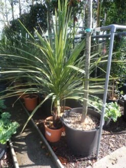 Cordyline (Cordyline Australis) -Green Roots Exporteren Winkel cordyline australis 125 150 c20 1