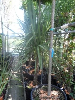 Cordyline (Cordyline Australis) -Green Roots Exporteren Winkel cordyline australis 150 175 cont 1