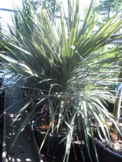 Cordyline (Cordyline Australis) -Green Roots Exporteren Winkel cordyline australis 175 200 meerstammig
