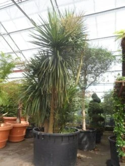 Cordyline (Cordyline Australis) -Green Roots Exporteren Winkel cordyline australis 300 400 c750 meerstammig