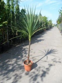 Cordyline (Cordyline Australis) -Green Roots Exporteren Winkel cordyline australis c10 1