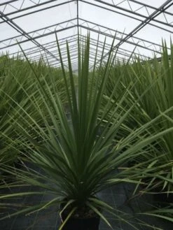 Cordyline (Cordyline Australis) -Green Roots Exporteren Winkel cordyline australis c10 1