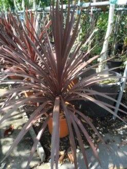 Cordyline (Cordyline Australis 'Atropurpurea') -Green Roots Exporteren Winkel cordyline australis red star c10 2
