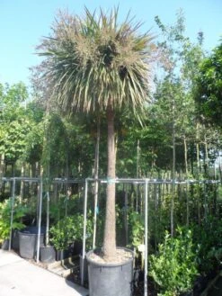 Cordyline (Cordyline Australis) -Green Roots Exporteren Winkel cordyline australis solitair 250stam
