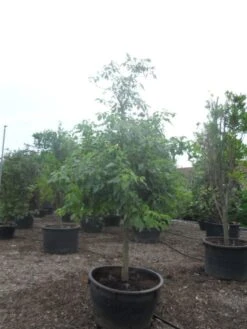 Reuzenkornoelje (Cornus Controversa) -Green Roots Exporteren Winkel cornus controversa halfstam c500