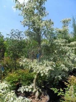 Reuzenkornoelje (Cornus Controversa 'Variegata') -Green Roots Exporteren Winkel cornus controversa variegata 175 200 250