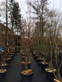 Reuzenkornoelje (Cornus Controversa 'Variegata') -Green Roots Exporteren Winkel cornus controversa variegata 2