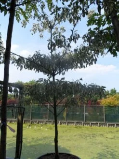 Reuzenkornoelje (Cornus Controversa 'Variegata') -Green Roots Exporteren Winkel cornus controversa variegata 250 300 c285