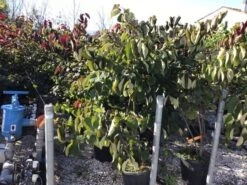 Groenblijvende Kornoelje (Cornus Elliptica) -Green Roots Exporteren Winkel cornus elliptica 125 150cm