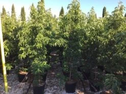 Groenblijvende Kornoelje (Cornus Elliptica) -Green Roots Exporteren Winkel cornus elliptica 125150cm c18