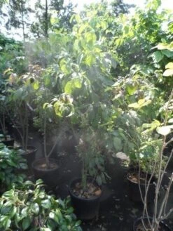 Veelbloemige Kornoelje (Cornus Florida 'Cloud Nine') -Green Roots Exporteren Winkel cornus florida 150 175 200 c50 1