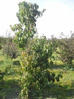 Amerikaanse Kornoelje (Cornus Florida 'Rubra') -Green Roots Exporteren Winkel cornus florida 180 2