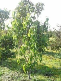 Veelbloemige Kornoelje (Cornus Florida 'Cloud Nine') -Green Roots Exporteren Winkel cornus florida 180 3