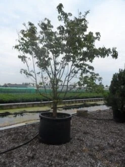 Veelbloemige Kornoelje (Cornus Florida 'Cloud Nine') -Green Roots Exporteren Winkel cornus florida 350 400 c750 1