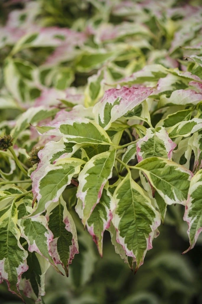 Kornoelje (Cornus Florida 'Cherokee Daybreak') 3 Kornoelje (Cornus Florida 'Cherokee Daybreak') - Afbeelding 3