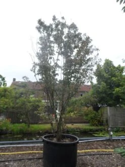 Amerikaanse Kornoelje (Cornus Florida 'Rubra') -Green Roots Exporteren Winkel cornus florida rubra 400 500 c750