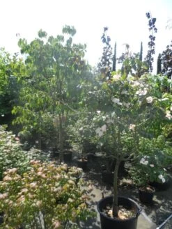 Japanse Kornoelje (Cornus Kousa) 12 Japanse Kornoelje (Cornus Kousa) -Green Roots Exporteren Winkel cornus kousa in soorten halfstam c50