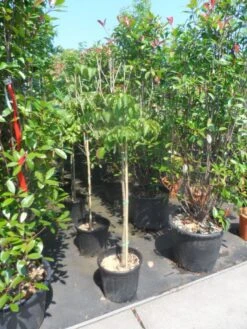 Japanse Kornoelje (Cornus Kousa) 13 Japanse Kornoelje (Cornus Kousa) -Green Roots Exporteren Winkel cornus kousa satomi 100stam c20