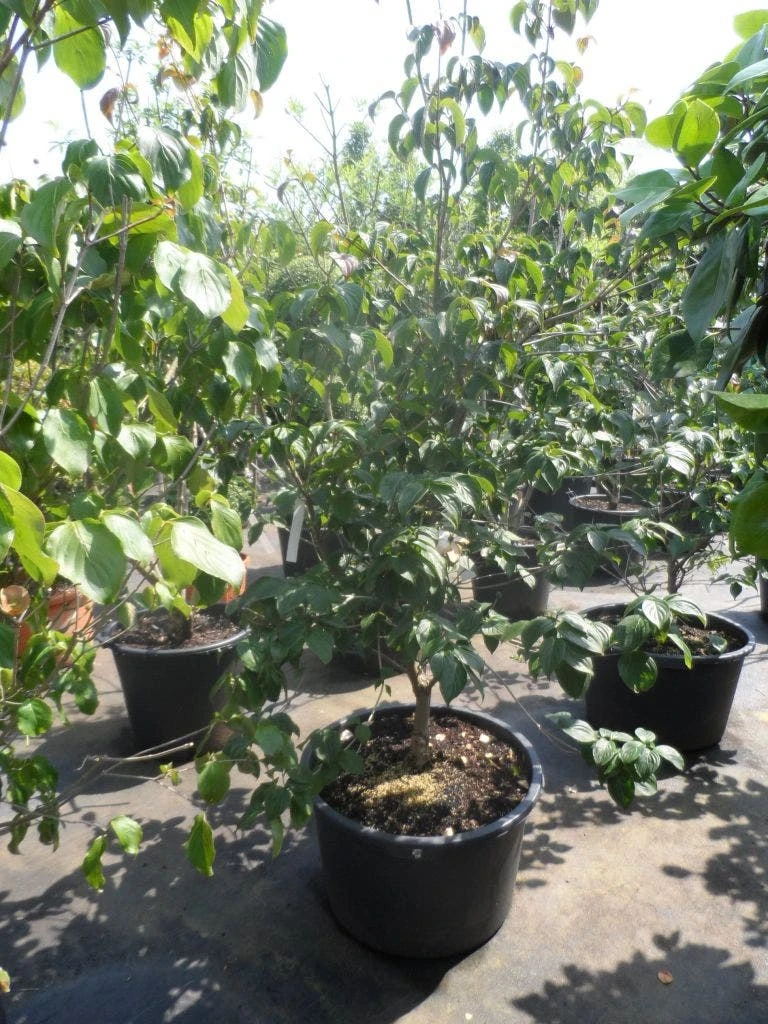 Japanse Kornoelje (Cornus Kousa) 7 Japanse Kornoelje (Cornus Kousa) - Afbeelding 7