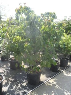 Japanse Kornoelje (Cornus Kousa) 15 Japanse Kornoelje (Cornus Kousa) -Green Roots Exporteren Winkel cornus kousa satomi 200 225