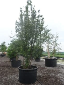 Gele Kornoelje (Cornus Mas) 8 Gele Kornoelje (Cornus Mas) -Green Roots Exporteren Winkel cornus mas 400 500 c750 1