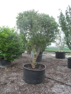 Gele Kornoelje (Cornus Mas) 9 Gele Kornoelje (Cornus Mas) -Green Roots Exporteren Winkel cornus mas ombrella c600 1