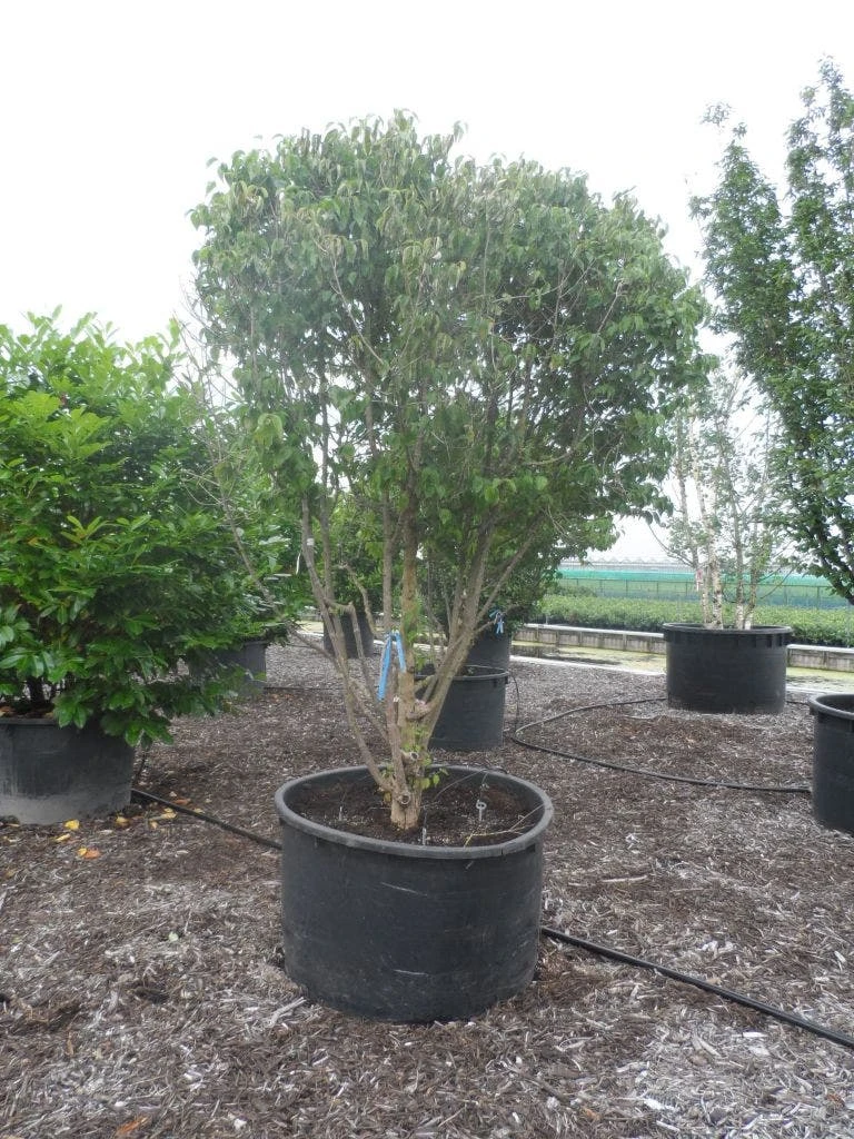 Gele Kornoelje (Cornus Mas) 5 Gele Kornoelje (Cornus Mas) - Afbeelding 5