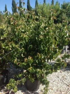 Japanse Kornoelje (Cornus Kousa 'Weisse Fontaine') -Green Roots Exporteren Winkel cornuskousa125