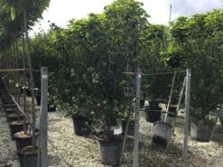 Japanse Kornoelje (Cornus Kousa 'Weisse Fontaine') -Green Roots Exporteren Winkel cornuskousa175