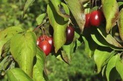 Gele Kornoelje (Cornus Mas) 7 Gele Kornoelje (Cornus Mas) -Green Roots Exporteren Winkel cornusmas vruchtv01