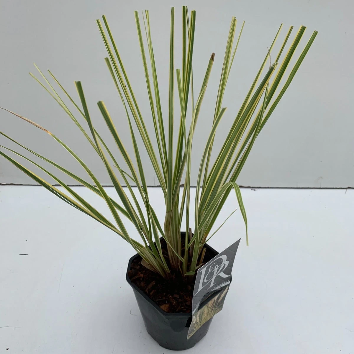 Dwerg Pampasgras (Cortaderia Selloana 'Mini Goldpampas') 1 Dwerg Pampasgras (Cortaderia Selloana 'Mini Goldpampas')