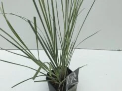 Dwergpampasgras (Cortaderia Selloana 'Mini Silverpampas') 6 Dwergpampasgras (Cortaderia Selloana 'Mini Silverpampas') -Green Roots Exporteren Winkel cortaderia mini silverpampas v2
