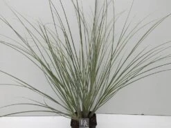 Dwergpampasgras (Cortaderia Selloana 'Mini Silverpampas') 7 Dwergpampasgras (Cortaderia Selloana 'Mini Silverpampas') -Green Roots Exporteren Winkel cortaderia mini silverpampas v5