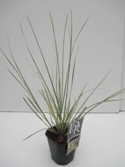 Dwerg Pampasgras (Cortaderia Selloana 'Mini Goldpampas') -Green Roots Exporteren Winkel cortaderia sell. mini goldpampas 1