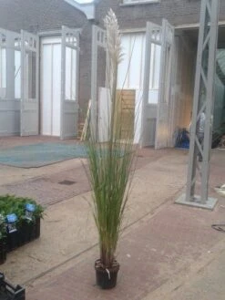 Pampasgras (Cortaderia Selloana 'Senior') -Green Roots Exporteren Winkel cortaderia senior 1