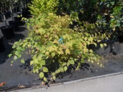 Schijnhazelaar (Corylopsis Pauciflora) -Green Roots Exporteren Winkel corylopsis pauciflora c15