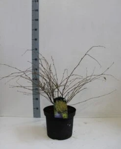 Schijnhazelaar (Corylopsis Pauciflora) -Green Roots Exporteren Winkel corylopssi pauciflora 40 50 cm co. 7.5l kopie