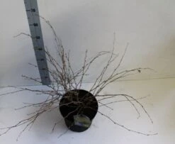 Schijnhazelaar (Corylopsis Pauciflora) -Green Roots Exporteren Winkel corylopssi pauciflora 40 50 cm co. 7.5l z kopie