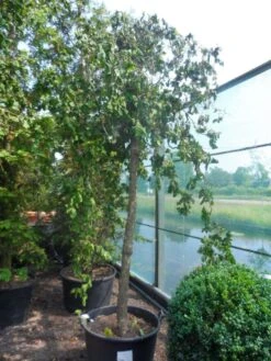 Kronkelhazelaar Als Boom (Corylus Avellana 'Contorta') 6 Kronkelhazelaar Als Boom (Corylus Avellana 'Contorta') -Green Roots Exporteren Winkel corylus avellana contorta 20 25ho c160 2