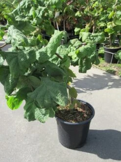 Kronkelhazelaar (Corylus Avellana 'Contorta') -Green Roots Exporteren Winkel corylus avellana contorta 1