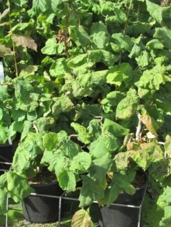 Kronkelhazelaar (Corylus Avellana 'Contorta') -Green Roots Exporteren Winkel corylus avellana contorta 2