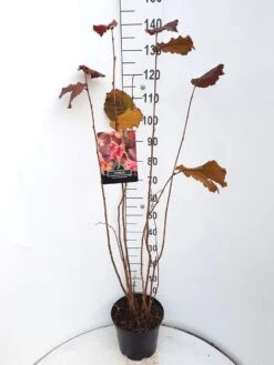 Hazelaar/Hazelnoot (Corylus Avellana 'Rode Zellernoot') -Green Roots Exporteren Winkel corylus rode zellernoot c10 v01