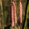 Hazelaar/Hazelnoot (Corylus Avellana 'Rode Zellernoot')