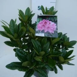 Rhododendron (Rhododendron 'Cosmopolitan') -Green Roots Exporteren Winkel cosmopolitan c5 zij 1