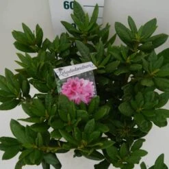 Rhododendron (Rhododendron 'Cosmopolitan') -Green Roots Exporteren Winkel cosmopolitan c7.5 boven 1