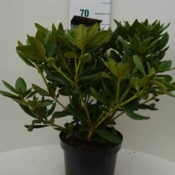 Rhododendron (Rhododendron 'Cosmopolitan') -Green Roots Exporteren Winkel cosmopolitan c7.5 voor 1