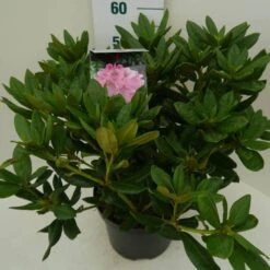 Rhododendron (Rhododendron 'Cosmopolitan') -Green Roots Exporteren Winkel cosmopolitan c7.5 zij 2