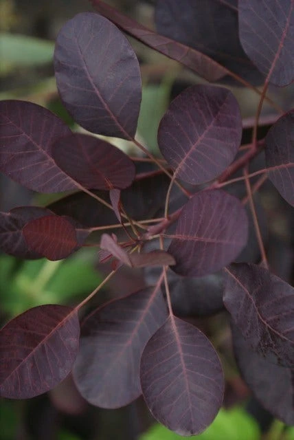 Pruikenboom Als Struik (Cotinus Coggygria 'Royal Purple') 7 Pruikenboom Als Struik (Cotinus Coggygria 'Royal Purple') - Afbeelding 7